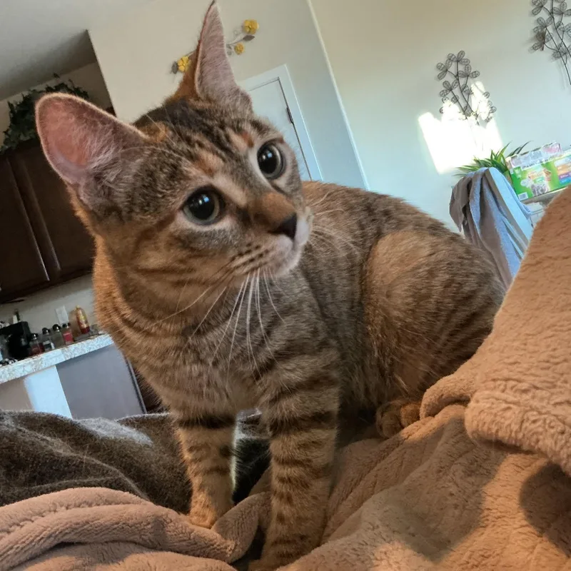 A young medium-sized female Tabby (Buff / Tan / Fawn) Domestic Short Hair cat named Diega The Artist's for adoption in Prescott, AZ