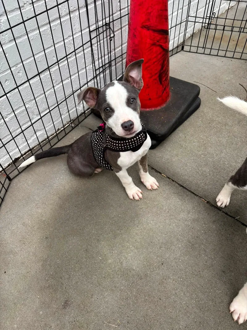 A young medium-sized female Terrier dog named Piggy for adoption in Greenville, SC