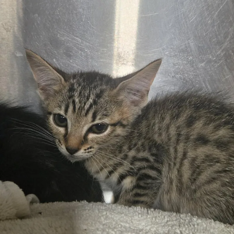 A baby small-sized female Black Domestic Short Hair cat named Skittles for adoption in Pauls Valley, OK