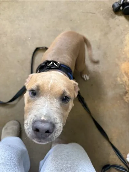 A baby medium-sized male Bulldog dog named Mel for adoption in Marshall, NC