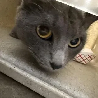 An adult medium-sized female Gray / Blue / Silver Domestic Short Hair cat named Monkey for adoption in Rapid City, SD
