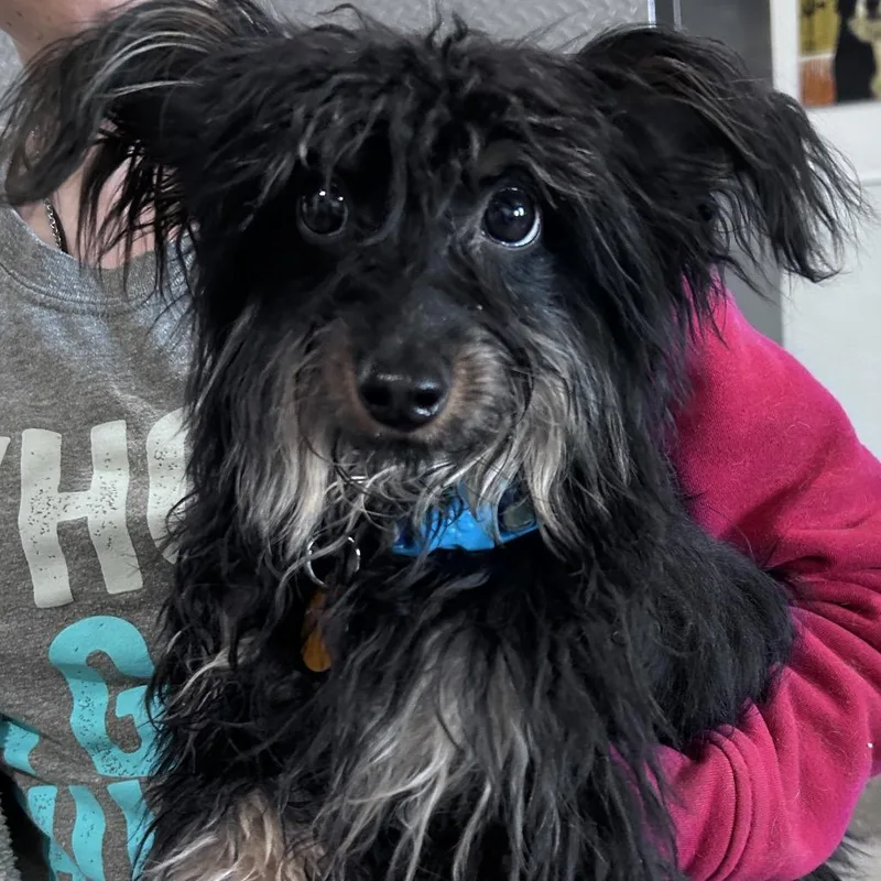 A young small-sized male Black Terrier dog named Tank for adoption in Prescott, AZ