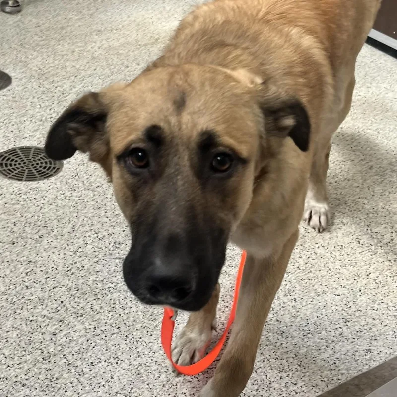 An adult large-sized female Yellow / Tan / Blond / Fawn Shepherd dog named Penne for adoption in Oak Park, IL