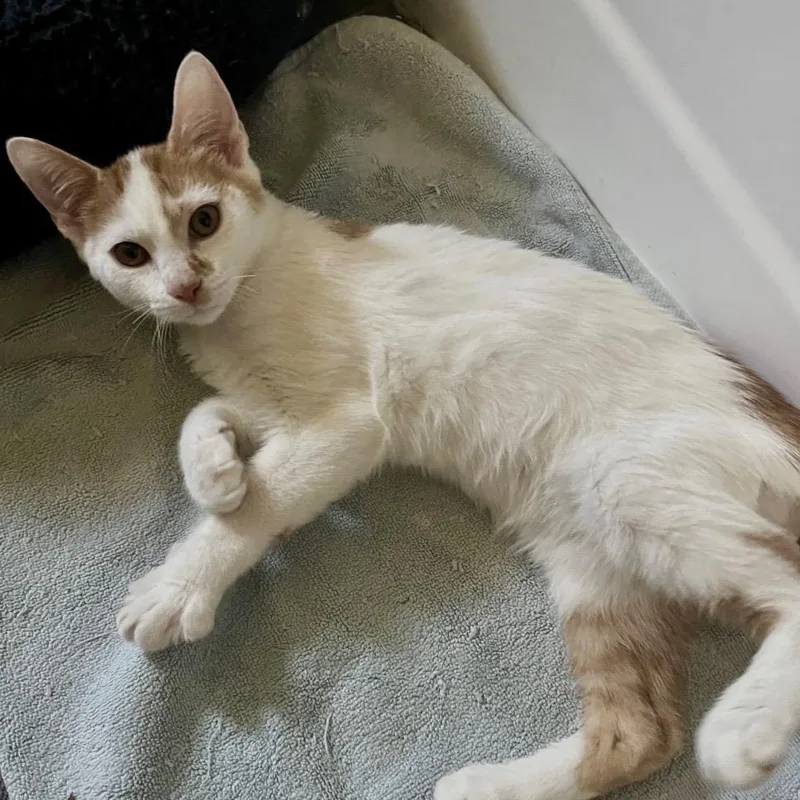 A baby medium-sized male Orange & White Domestic Short Hair cat named Triscuit for adoption in Austin, TX