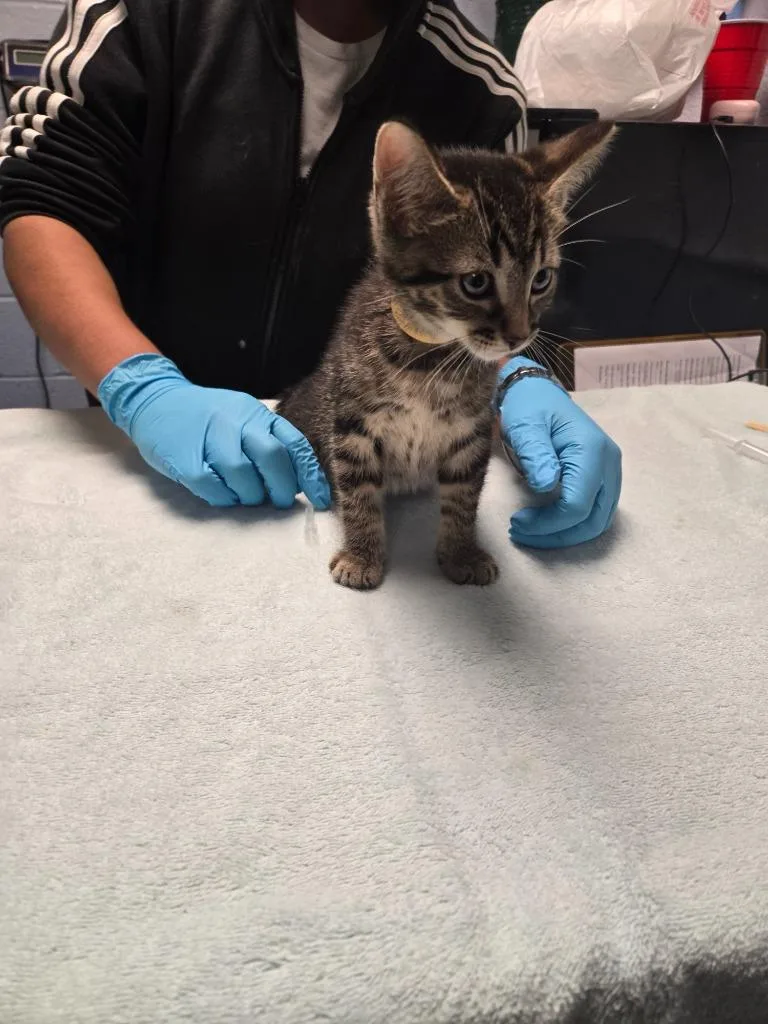 A baby small-sized male Domestic Short Hair cat named Zippo for adoption in Detroit, MI
