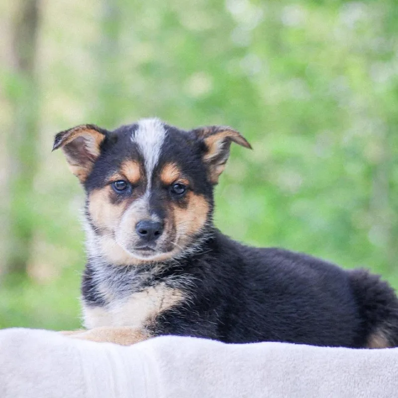 A baby medium-sized female Mixed Breed dog named Dr. Santos for adoption in Groveland, MA