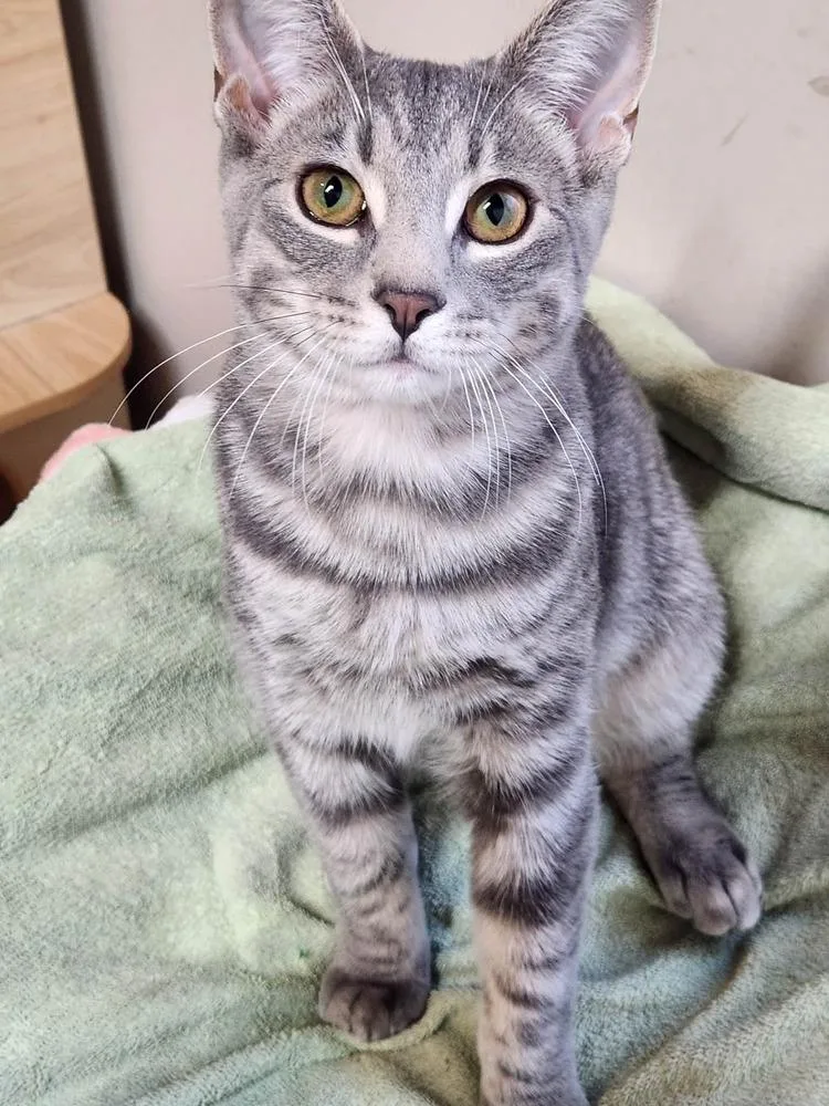 A baby small-sized male Gray & White Domestic Short Hair cat named Lightening VII for adoption in Muskegon, MI