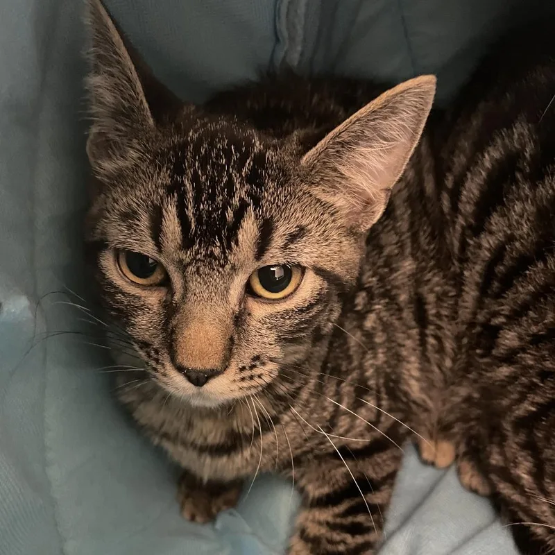 A baby small-sized male Brown / Chocolate Domestic Short Hair cat named Mater for adoption in Saint Charles, MO