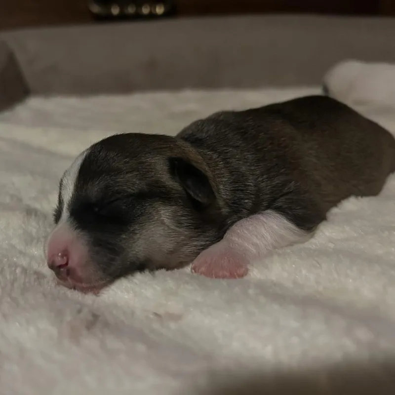 A baby small-sized female Chihuahua dog named Maple for adoption in Ferndale, WA