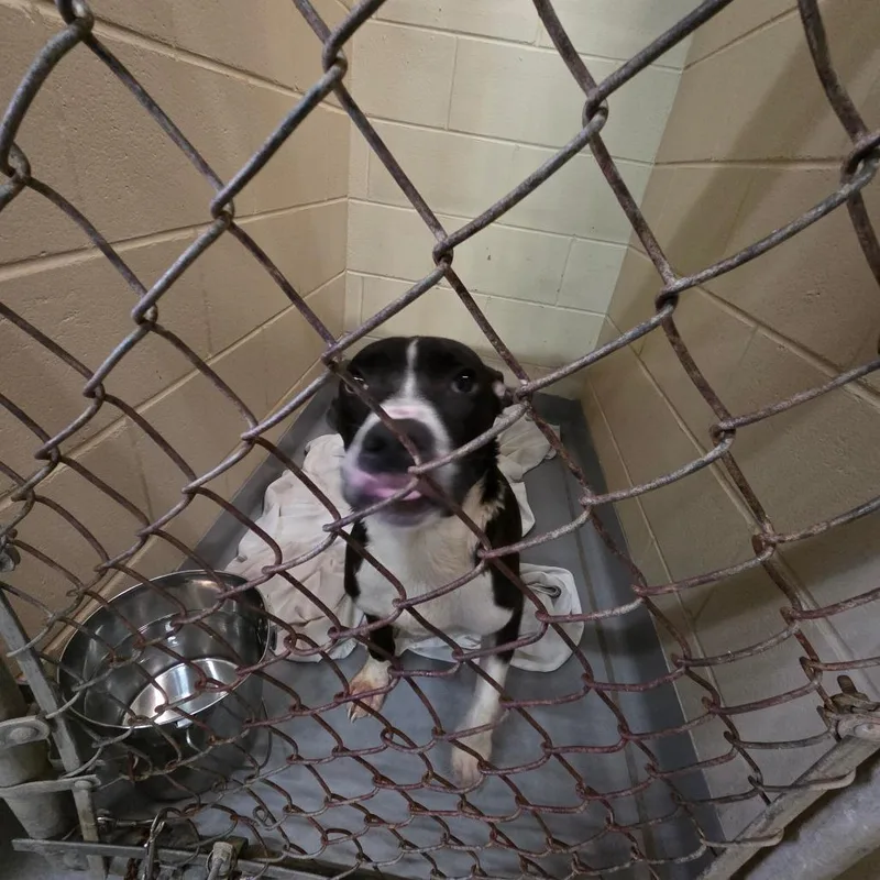 A young medium-sized male Black Mixed Breed dog named Riker for adoption in Columbus, GA