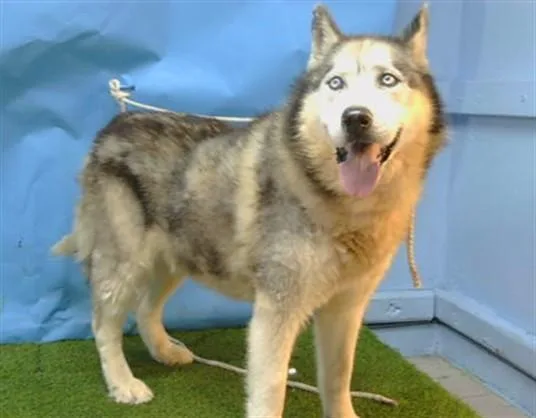 An adult large-sized male Siberian Husky dog named Buddie for adoption in Gardena, CA