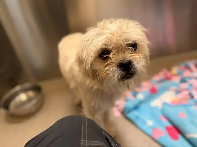 A young small-sized male Brussels Griffon dog named Patrick for adoption in Denver, CO