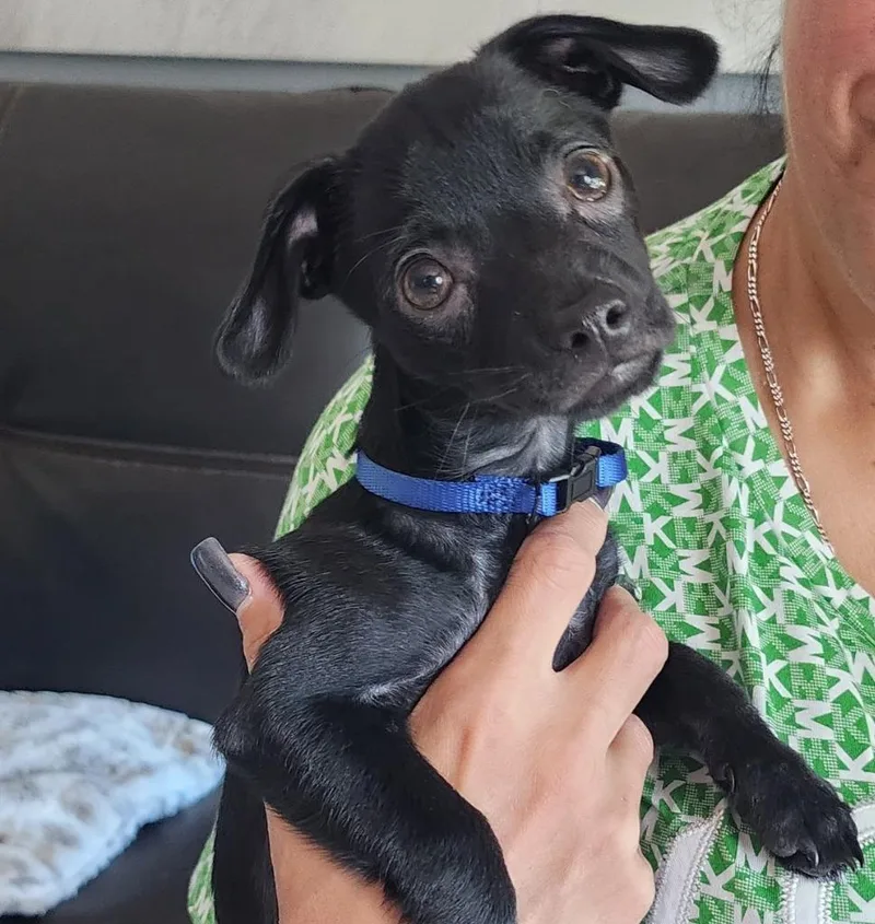A baby medium-sized male Mixed Breed dog named Onyx for adoption in Palm City, FL