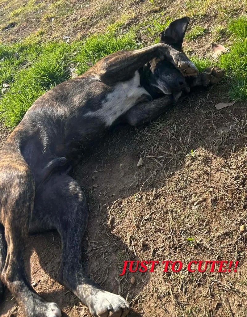 Butterball Destiny thumbnail 3