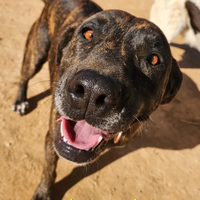 Butterball Destiny thumbnail 4