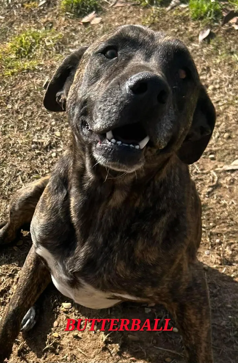 Butterball Destiny thumbnail 5