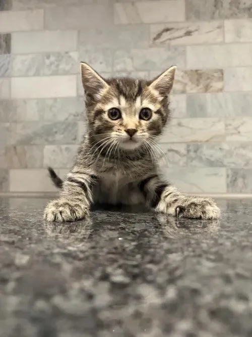 A baby small-sized female Tabby (Brown / Chocolate) Tabby cat named Titania for adoption in Pearland, TX