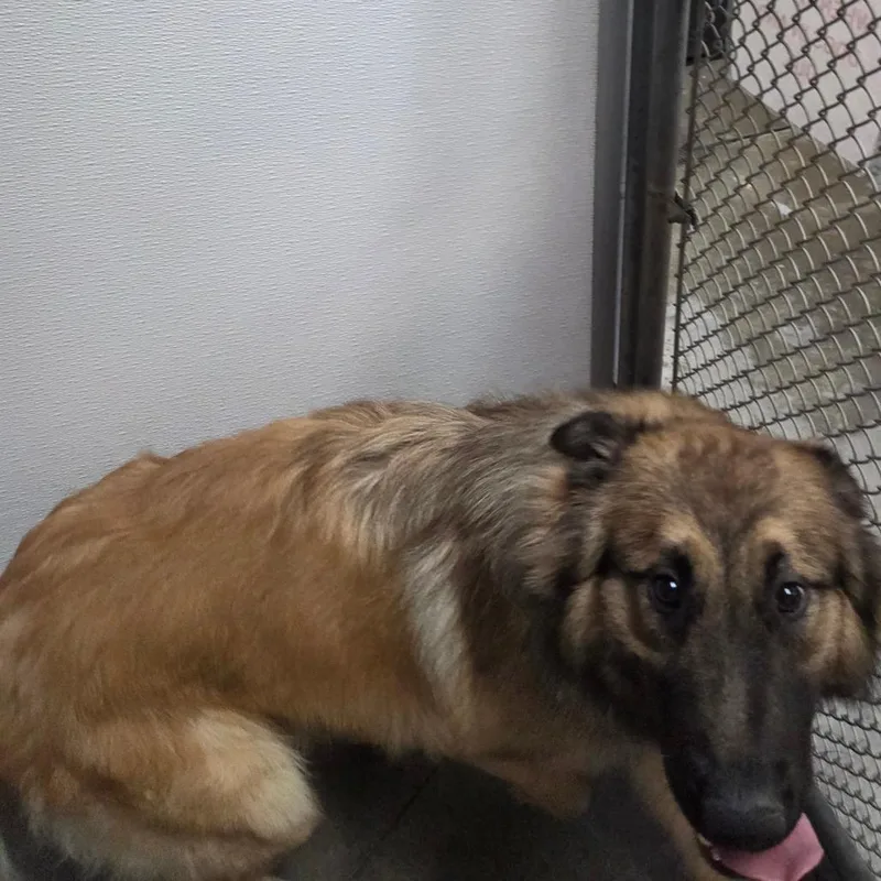 A young large-sized male Yellow / Tan / Blond / Fawn Mixed Breed dog named Sly for adoption in Fort Bragg, CA