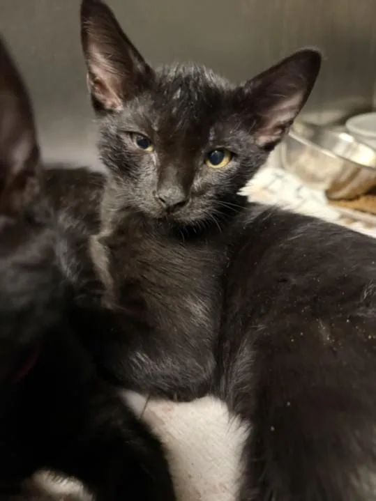 A baby small-sized male Domestic Short Hair cat named Gambit for adoption in Los Angeles, CA