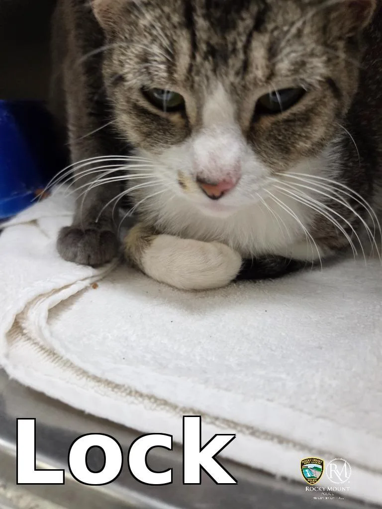 A young small-sized male Domestic Short Hair cat named Lock for adoption in Rocky Mount, NC