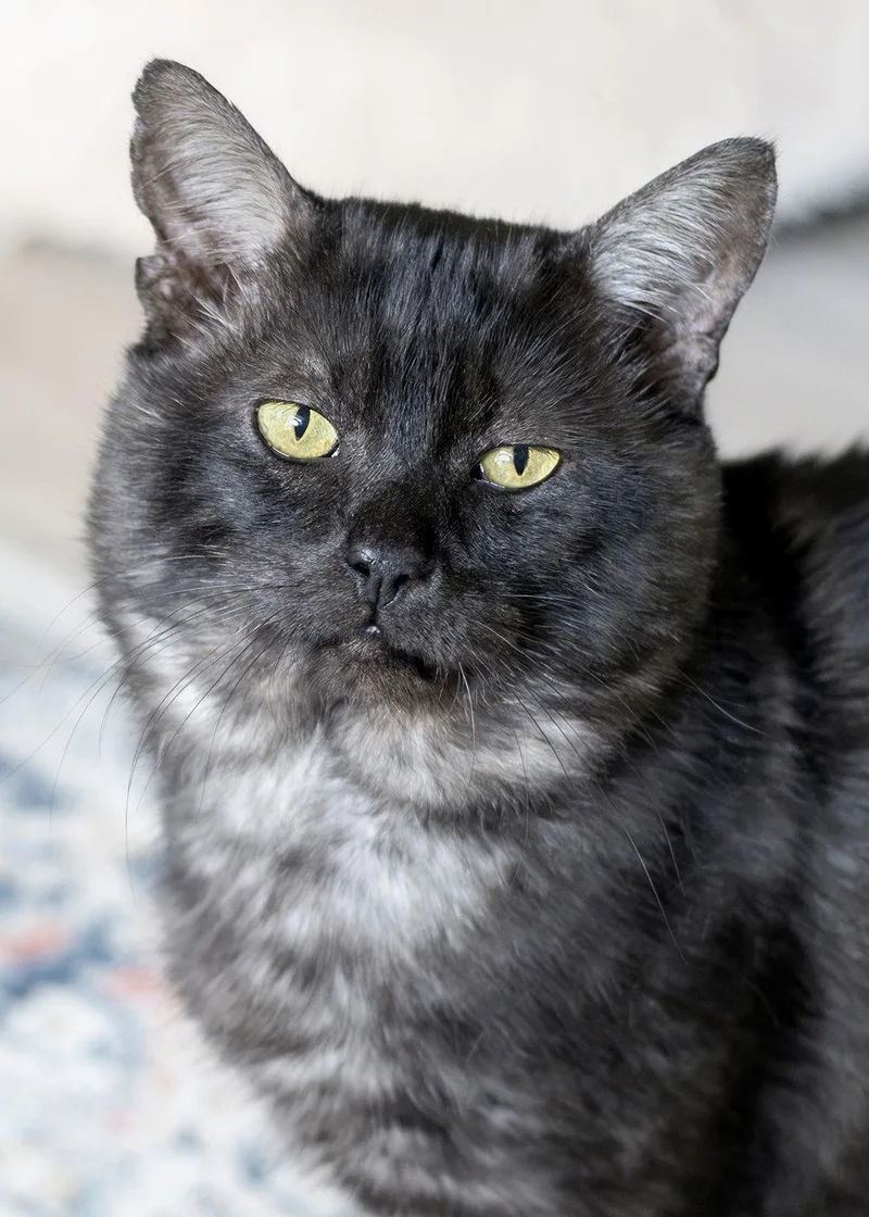 An adult medium-sized male Domestic Short Hair cat named Kuzco for adoption in Buford, GA