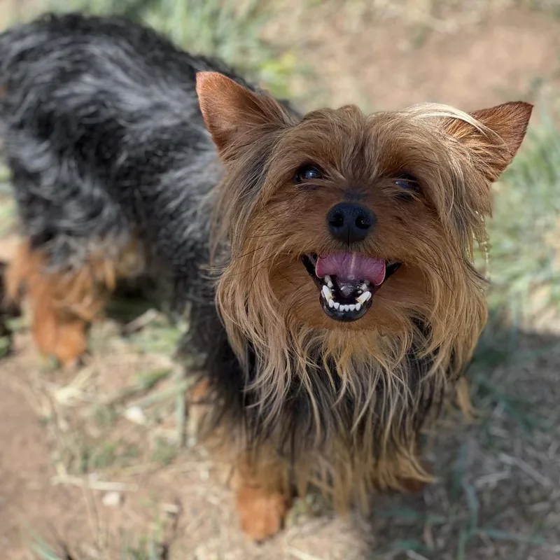 Captain Waffles