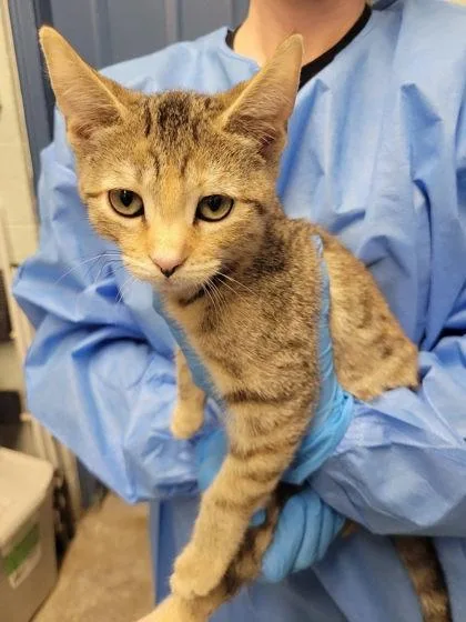 A baby small-sized female Domestic Short Hair cat named Steel Vengence for adoption in Hobart, IN
