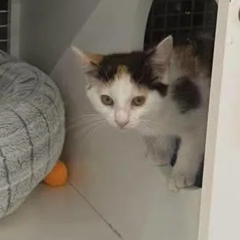 A baby small-sized female Calico Domestic Short Hair cat named Grape Lemonade at Elyria for adoption in Elyria, OH