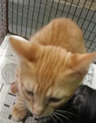 A baby medium-sized male Domestic Short Hair cat named Amarillo for adoption in Los Angeles, CA
