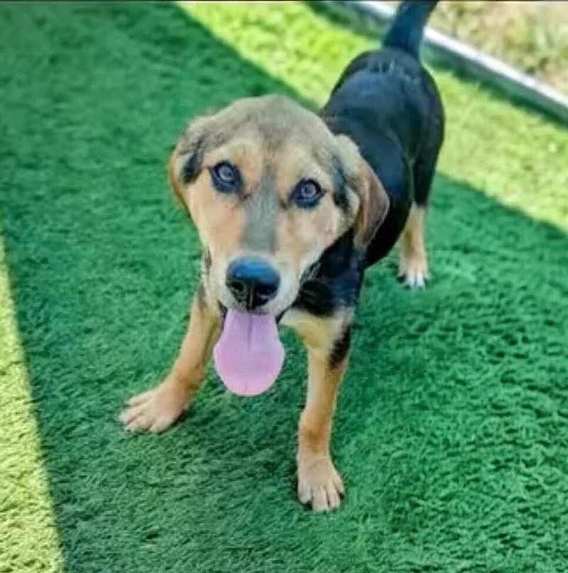 A baby large-sized female Treeing Walker Coonhound dog named Disco for adoption in Statesville, NC