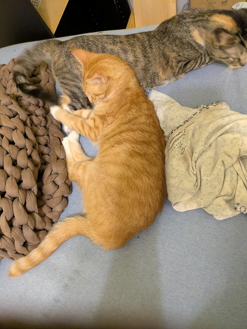A young medium-sized female Torbie Domestic Short Hair cat named Callie Kenmore for adoption in Philadelphia, PA