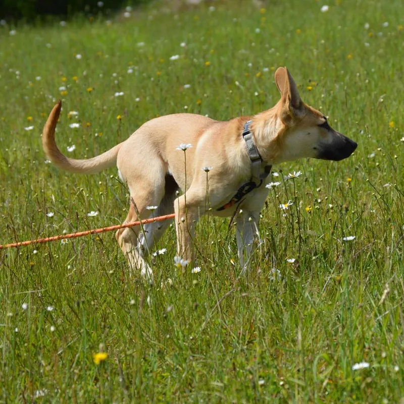 A baby small-sized female Yellow / Tan / Blond / Fawn German Shepherd Dog dog named Capitol for adoption in Oakville, WA