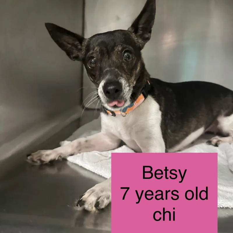 A senior small-sized female Brown / Chocolate Chihuahua dog named Betsy for adoption in Tampa, FL
