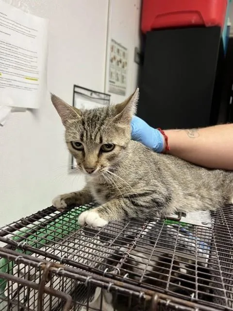 A young small-sized female Domestic Short Hair cat named Sheba for adoption in San Bernardino, CA