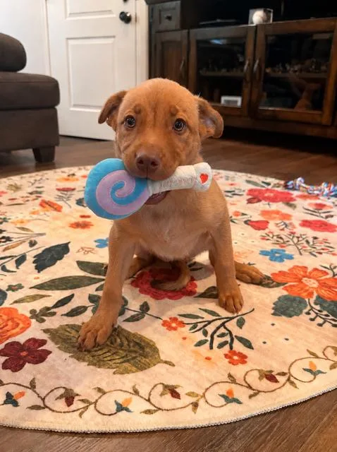 A baby medium-sized female Border Collie dog named Bailey for adoption in Quitman, TX