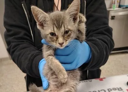 A baby small-sized female Domestic Short Hair cat named Lime for adoption in Gastonia, NC