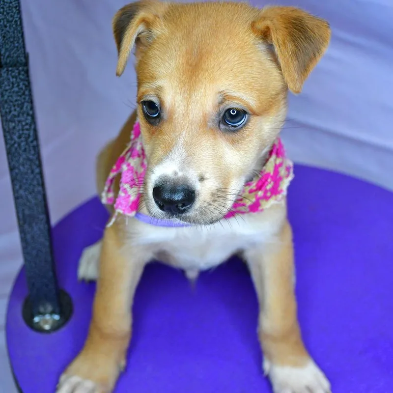 A baby small-sized male Yellow / Tan / Blond / Fawn Mixed Breed dog named Cilantro for adoption in Austin, TX
