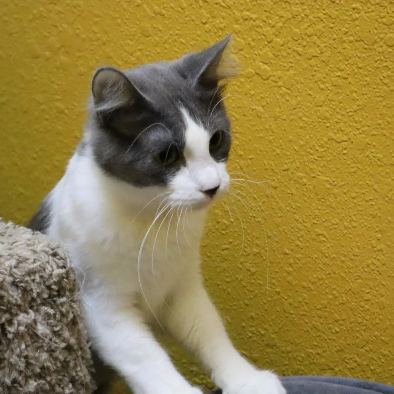 An adult medium-sized female Domestic Short Hair cat named Stevie for adoption in Springfield, MO