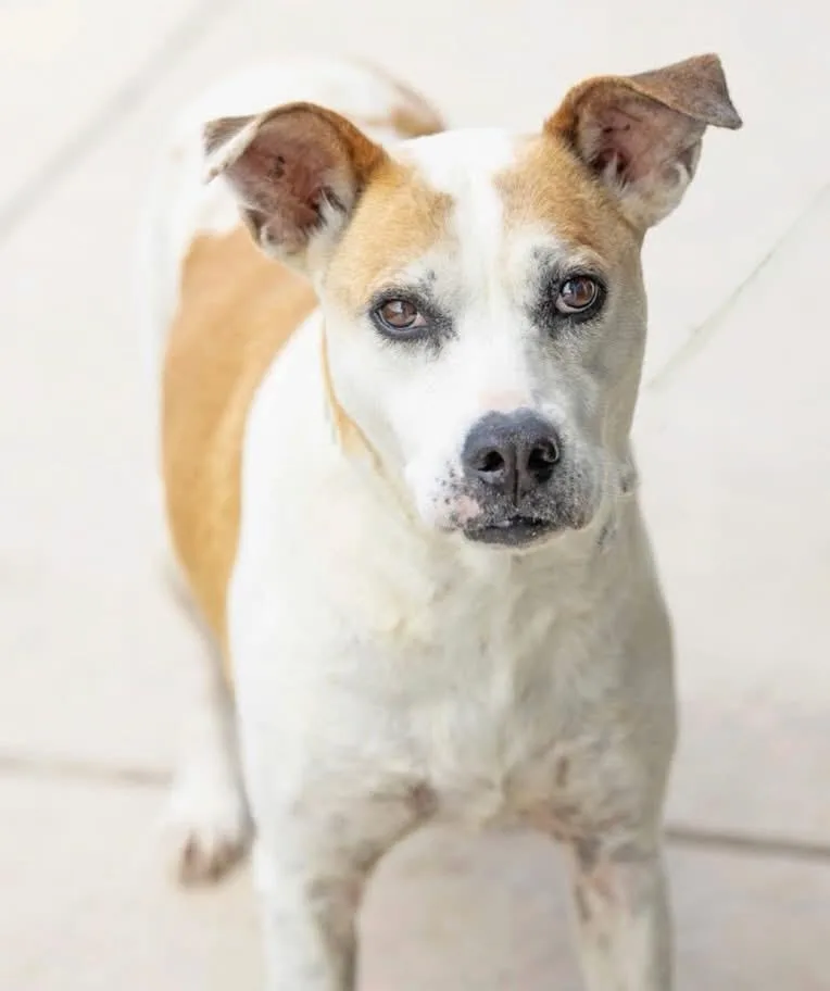 Nellie