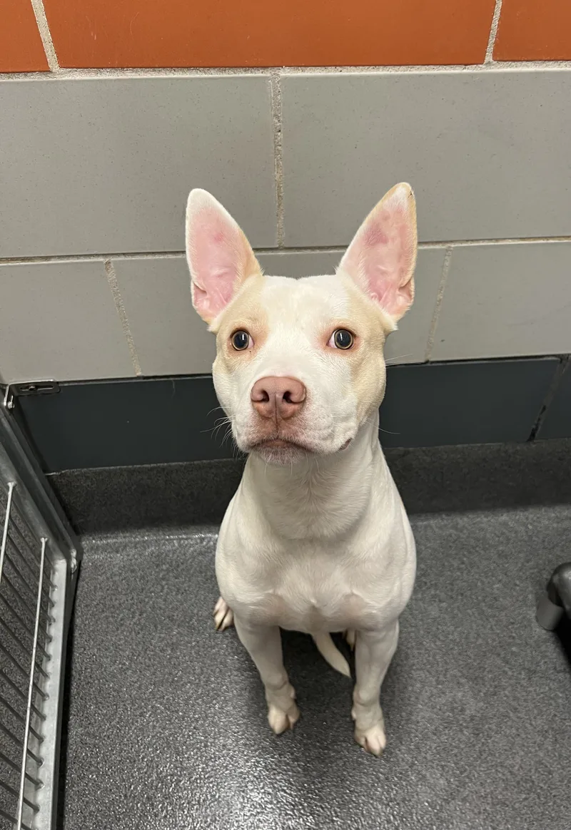 An adult medium-sized male White / Cream Pit Bull Terrier dog named Breeze for adoption in Cedar Rapids, IA