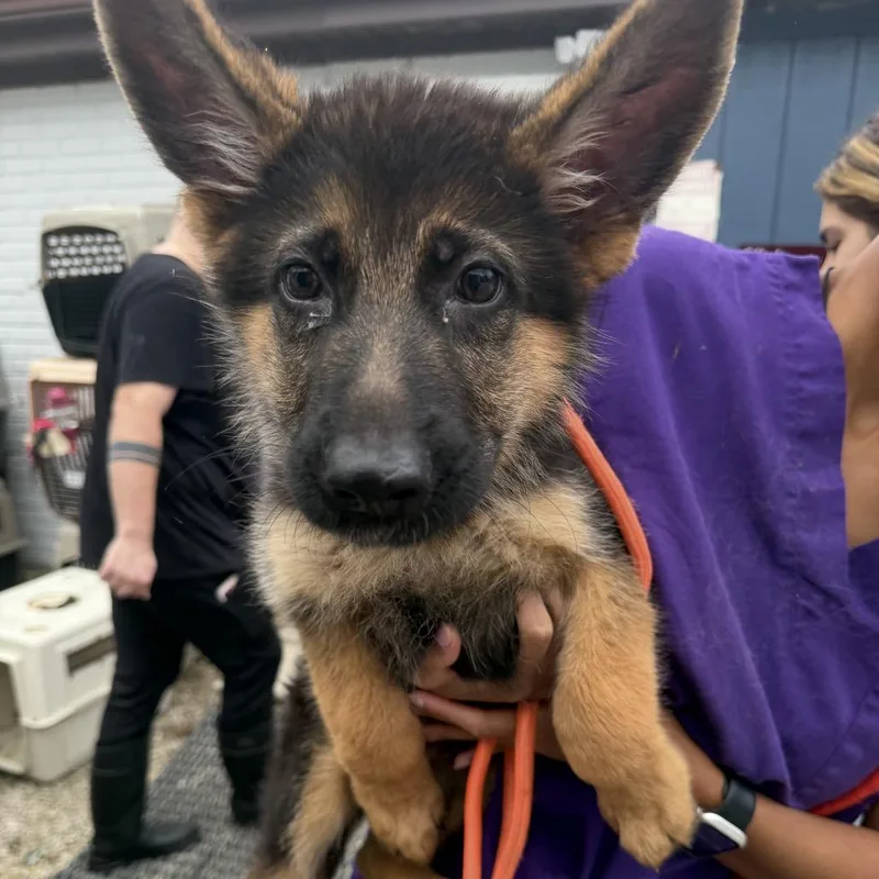 A baby small-sized male Black German Shepherd Dog dog named Mordecai for adoption in Northbrook, IL