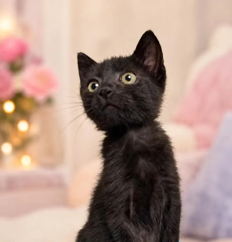 Nova
