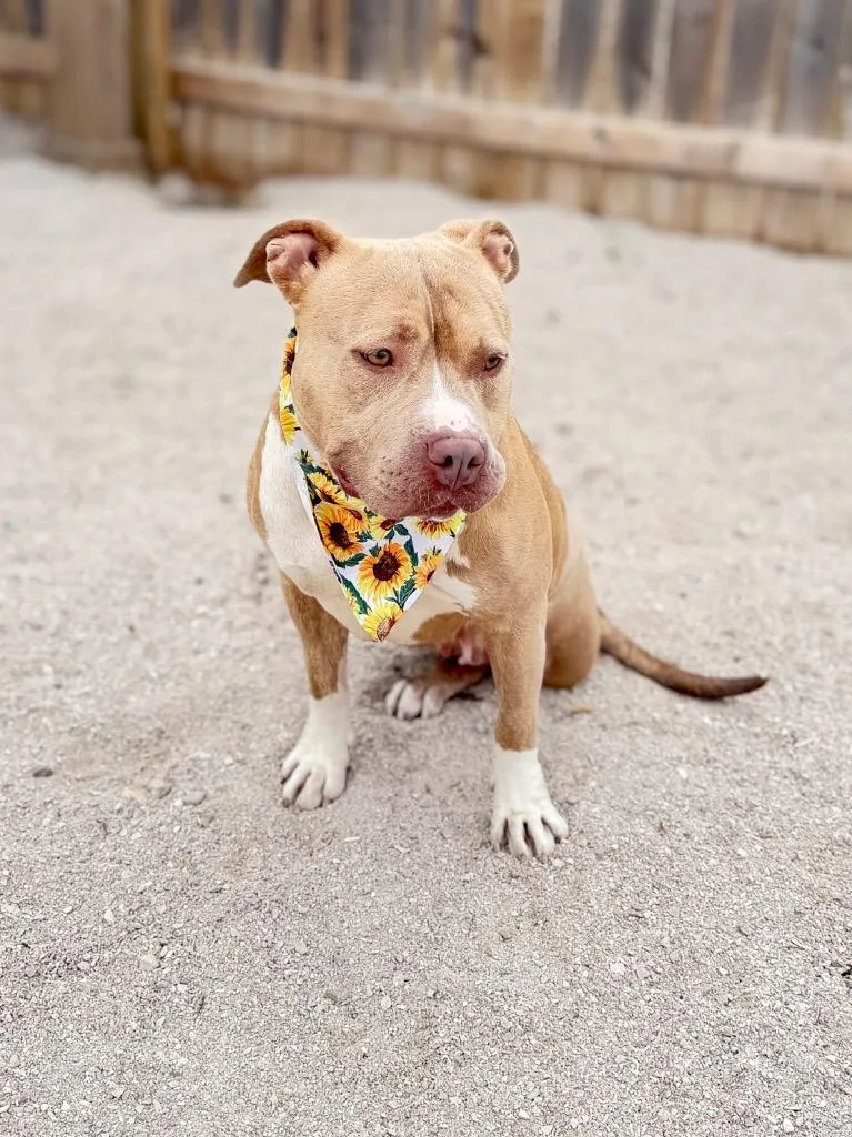 A young medium-sized female Mixed Breed dog named Hazel for adoption in Muskegon, MI