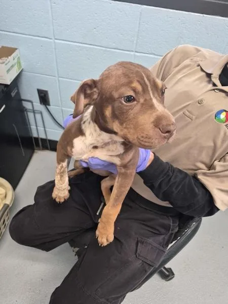 A baby small-sized female Pit Bull Terrier dog named Pen  Eva for adoption in Lawrenceville, GA