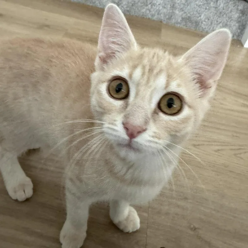 A baby small-sized female Buff / Tan / Fawn Domestic Short Hair cat named Dolly Saunders for adoption in Eagle Mountain, UT
