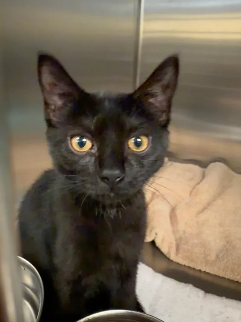 A baby medium-sized female Black Domestic Short Hair cat named Raspberry for adoption in Wantagh, NY