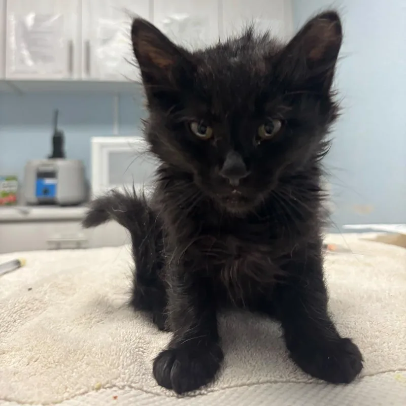 A baby small-sized male Black Domestic Long Hair cat named Umbra for adoption in Riverside, CA