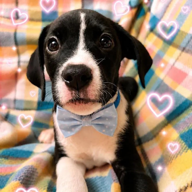 A young medium-sized male Boxer dog named Chas months male for adoption in Sterling, MA