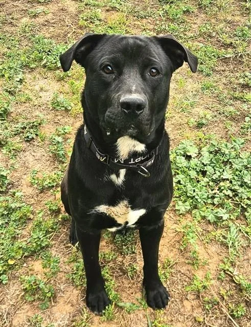 A young medium-sized male Labrador Retriever dog named Alf for adoption in Sacramento, CA