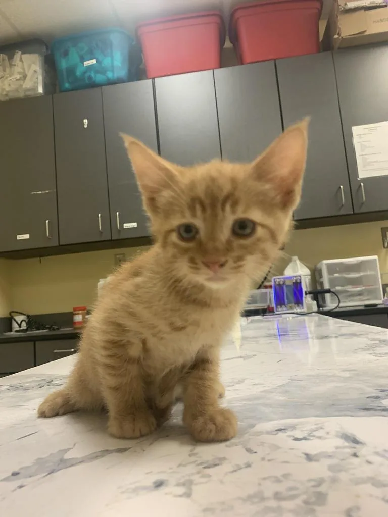 A baby medium-sized male Domestic Short Hair cat named Earl for adoption in Florence, SC